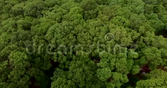 空中无人驾驶飞机飞越绿色落叶树林视频的预览图