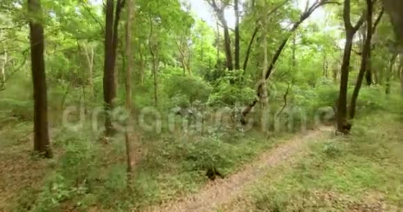 绿色森林绿色森林运动中的低无人驾驶飞机飞行视频的预览图
