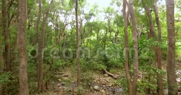 绿色森林绿色森林运动中的低无人驾驶飞机飞行视频的预览图