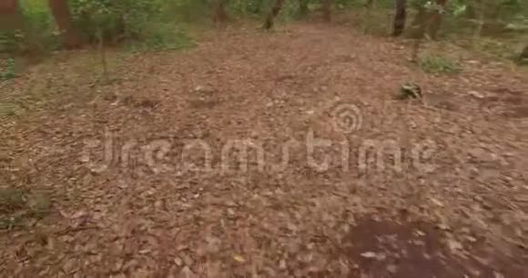 POV男子在森林中行走或奔跑无人机飞行印度视频的预览图