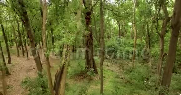 印度东南亚丛林飞行视频的预览图