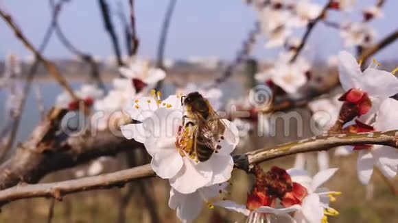 一只勤劳的蜜蜂从一棵盛开的杏树上采集花蜜小的黑的金色的忙碌的蜜蜂从视频的预览图