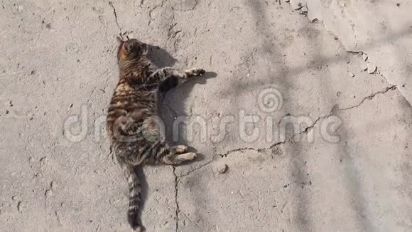 可爱的乡下小猫躺下来在户外的一个混凝土结构上在温暖的春日上取暖可爱可爱的条纹猫视频的预览图