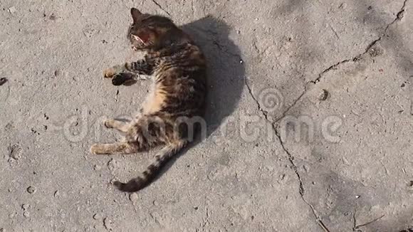 可爱的乡下小猫躺下来在户外的一个混凝土结构上在温暖的春日上取暖可爱可爱的条纹猫视频的预览图