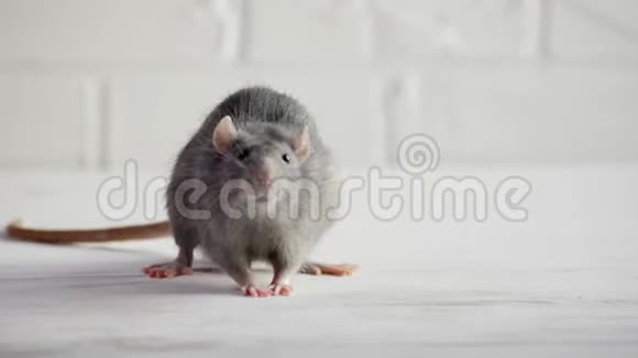 灰鼠坐在白色的地板上害怕跑留下便便怯懦的概念视频的预览图