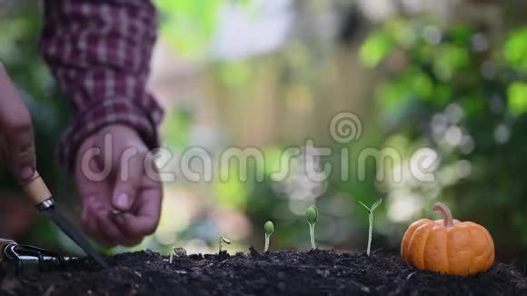 园丁种植树木并生长起来家庭园艺自然和环境爱好视频的预览图