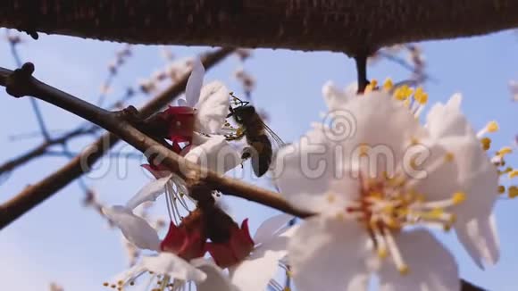 一只勤劳的蜜蜂从一棵盛开的杏树上采集花蜜小小的黑色的金色的忙碌的蜜蜂采花粉视频的预览图