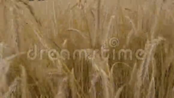 小麦之海2视频的预览图