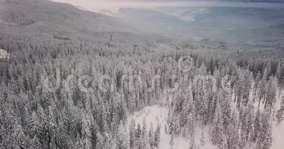 高松雪林的空中景色视频的预览图