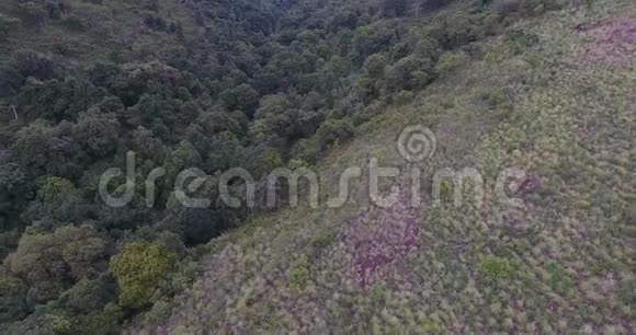 热带森林溪流的空中拍摄视频的预览图