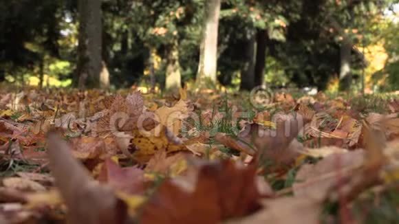 黄色的叶子从树上掉下来视频的预览图