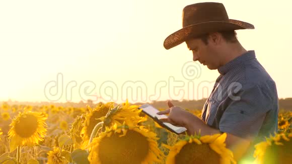 农业经营理念农学家看到向日葵盛开的田野商人用平板电脑检查视频的预览图