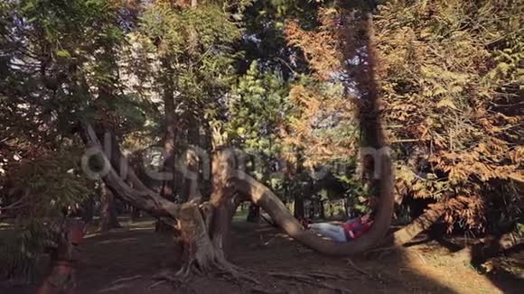 在一个阳光明媚的日子里女孩躺在公园里一棵大树的半圆形树干上总计划视频的预览图