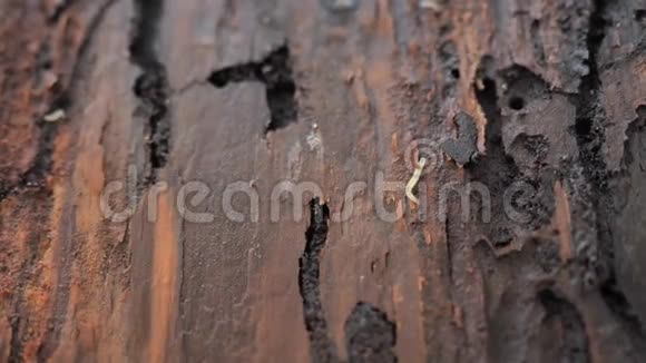 一棵病倒的树的树皮细节枯树露出的树皮蚯蚓视频的预览图