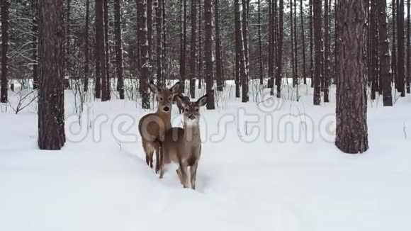 两只鹿在冬季森林背景视频的预览图