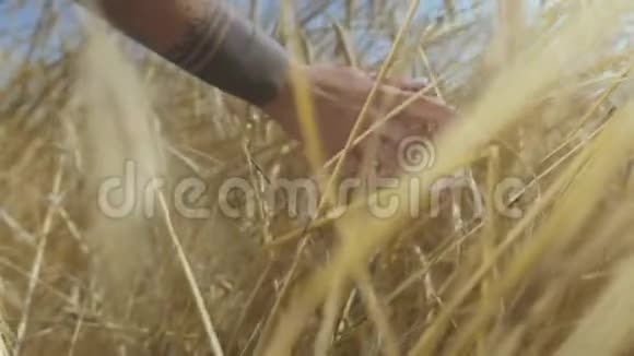 雌性手触摸小麦特写小穗不认识的女人走在夏天的田野上女孩在乡下放松视频的预览图