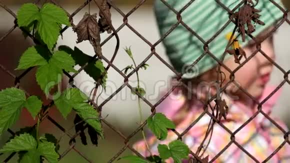普通的啤酒花缠绕在生锈的旧铁丝网栅栏里在散焦的背景下女婴笑得很可爱视频的预览图