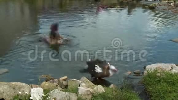 鸭子在小池塘里飞溅视频的预览图