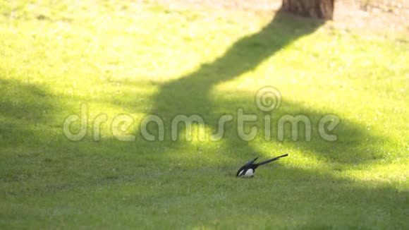 鸟在草地上吃东西视频的预览图