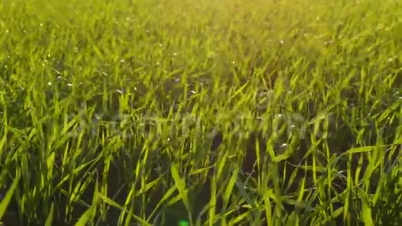 多汁的绿草特写多汁的绿草特写绿色的小麦在地里发芽视频的预览图