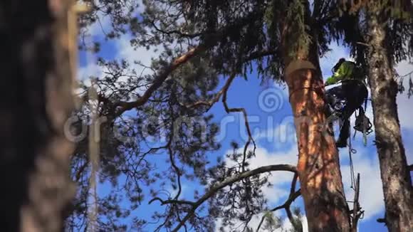 植树者从树上下来视频的预览图