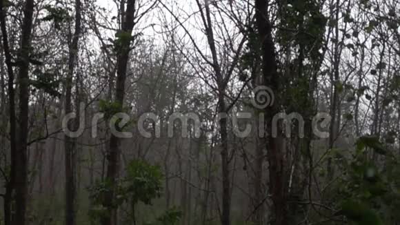 雨落在森林里视频的预览图