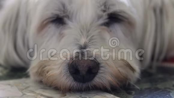 一只白狗在睡觉视频的预览图