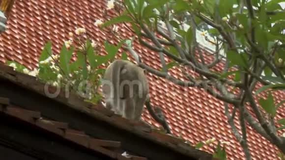 猴子沿着屋顶的边缘移动视频的预览图