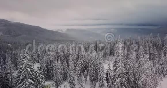 高松雪林的空中景色视频的预览图