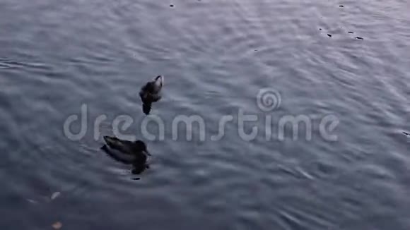 秋天的时候鸭子漂浮在湖面上落叶的秋天视频的预览图