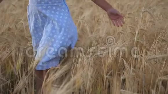小女孩走过麦田抚摸着成熟的小穗可爱的孩子在种植园和视频的预览图