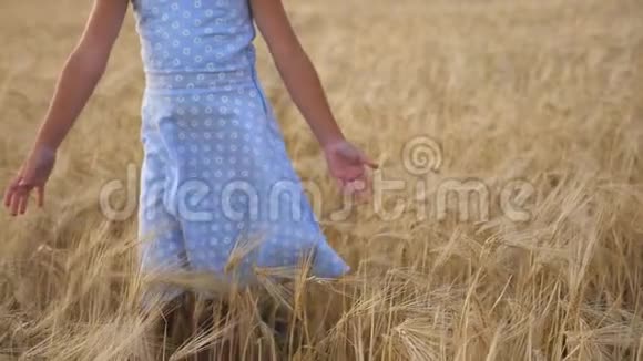 小女孩穿过麦田抚摸成熟的小穗可爱的孩子在种植园度过时光视频的预览图