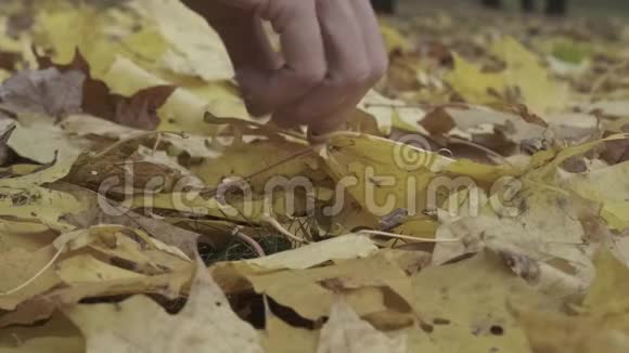 特写双手触摸树叶女人收集一束黄色落叶视频的预览图