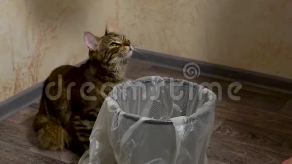 小猫用垃圾袋控制垃圾桶的收集视频的预览图