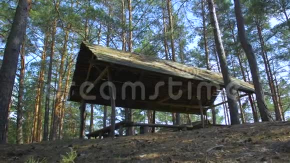 森林里的木制露台视频的预览图
