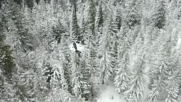 4k在暴风雪中环绕一个被树木包围的小屋视频的预览图