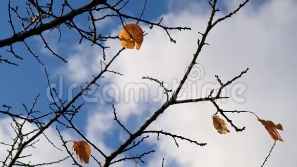 红色的叶子在风和秋的气氛中流动蓝天的背景视频的预览图