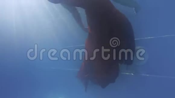 女人正在游泳池里的水下游泳背斜红色的长裙4k视频的预览图