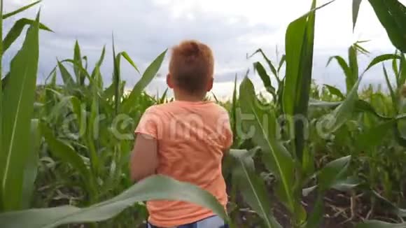 快乐的小红发男孩穿过玉米地转向相机微笑可爱的小孩玩得开心视频的预览图