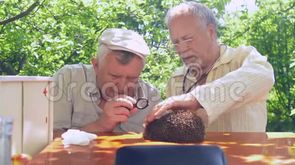 专业的老年医生在餐桌上检查刺猬的健康状况视频的预览图