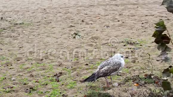 在秋天的海滩上地中海海鸥或拉鲁斯视频的预览图