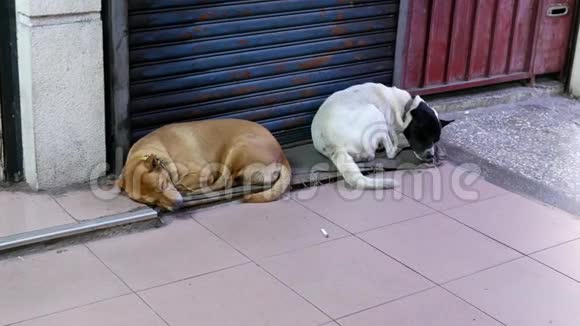 流浪的被遗弃的狗在繁忙的街角睡觉视频的预览图