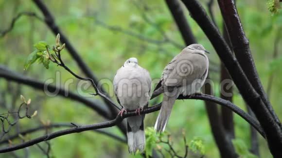 在下雨的春天两只欧亚结的鸽子停在树枝上视频的预览图