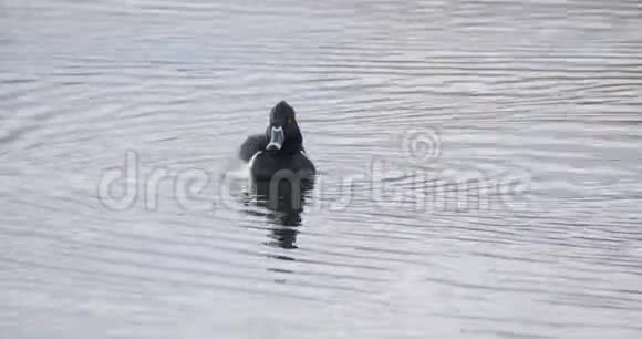 环颈鸭潜水觅食视频的预览图
