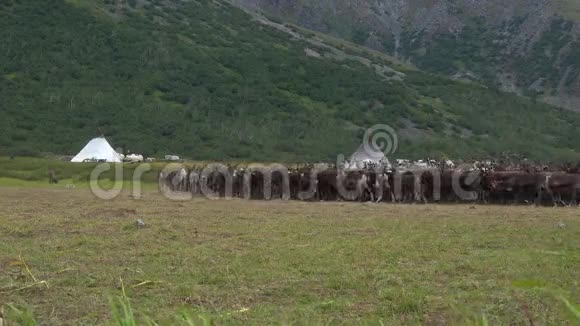 一群驯鹿返回驯鹿牧民营地亚马尔视频的预览图