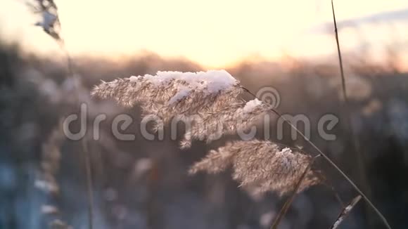 冬天草在风中飘动视频的预览图