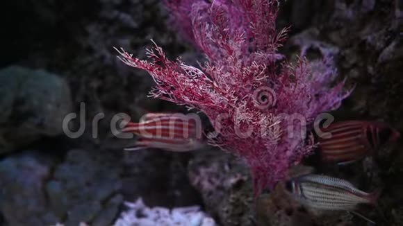 海水鱼缸作为鱼类和植物的海洋视频的预览图