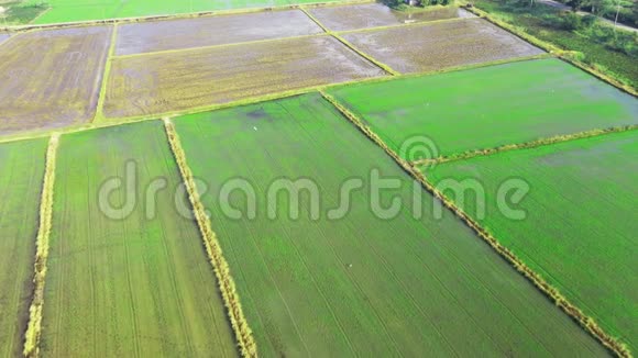 泰国美丽的绿色稻田和人行道的空中形象视频的预览图