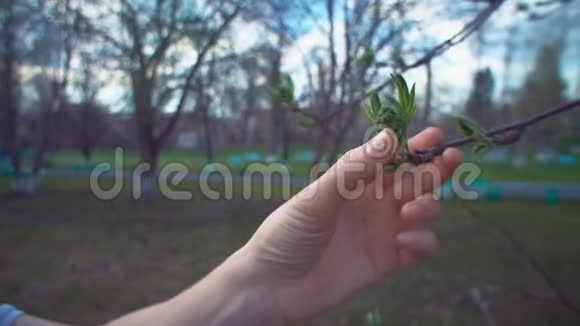 雌性的手触摸着嫩绿的叶视频的预览图