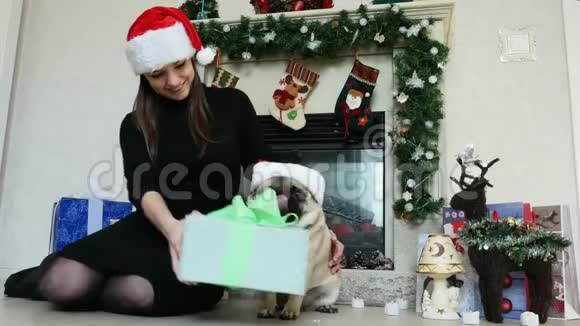 女人送礼物给穿着圣诞服装戴着圣诞帽新年和圣诞节的滑稽小狗视频的预览图